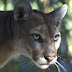 What Animals Are Endangered In The Us