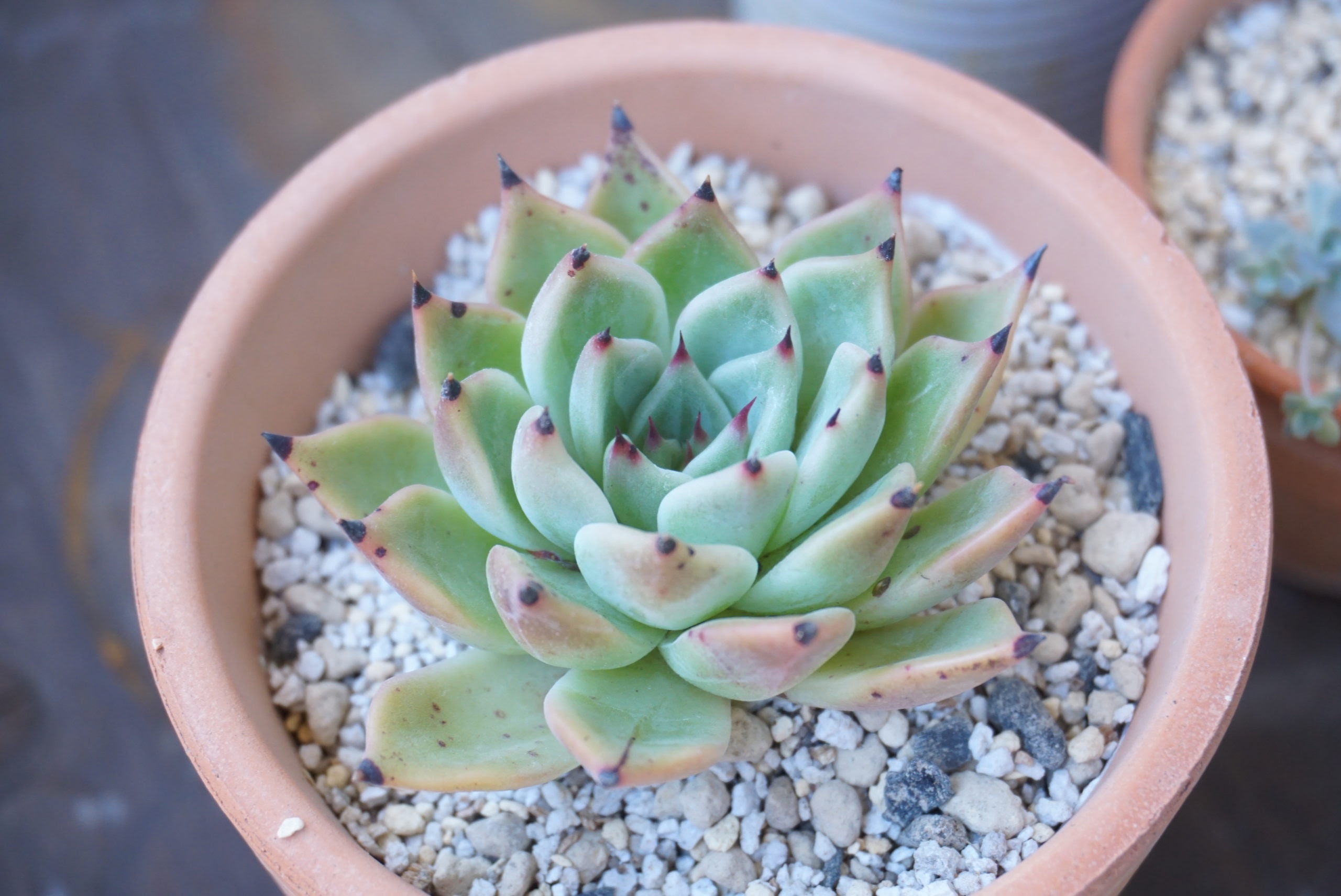 多肉植物の葉に異常が 害虫 それとも病気 黒い点の原因を探る ここねあんてな