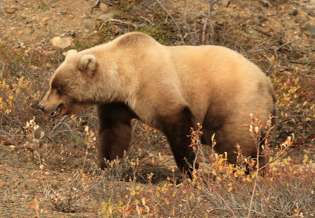Denali National Park