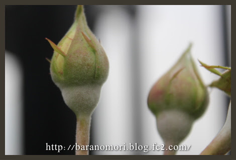 薔薇の森 うどんこ病