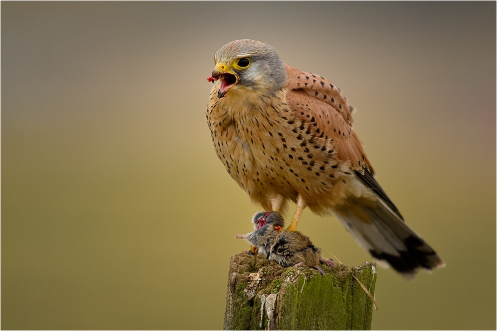 nature photography, view community,