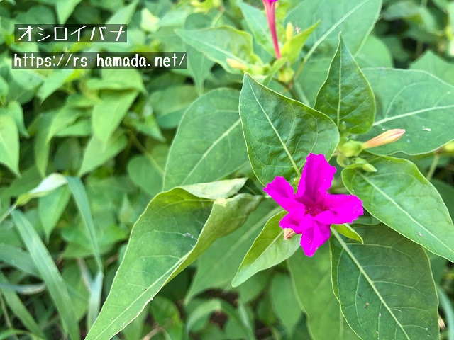 ムシトリナデシコの花言葉は怖い 由来についても解説 自然植物図鑑