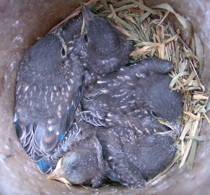 Bluebird Nestling Day 1 21 Time Sequence Photos