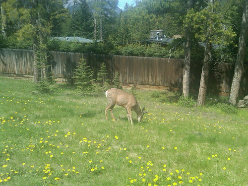 Banff