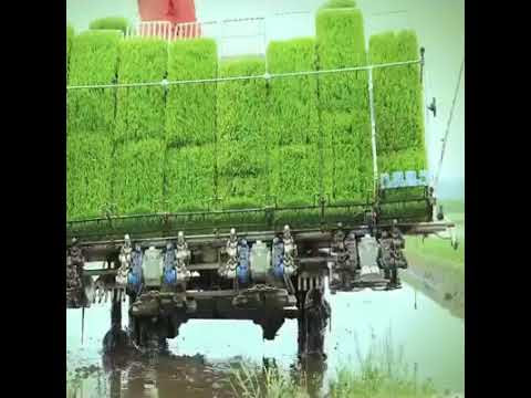 LOWONGAN MAGANG JEPANG INDUSTRI PERTANIAN (AGROBISNIS) DAN PERKEBUNAN