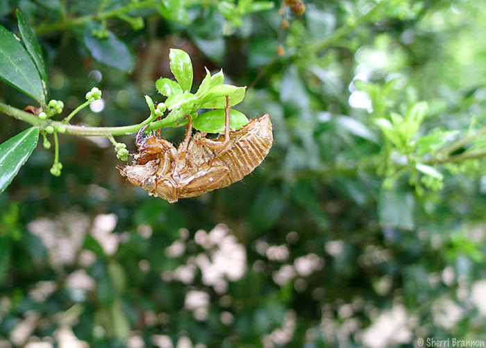 Virginia cicadas
