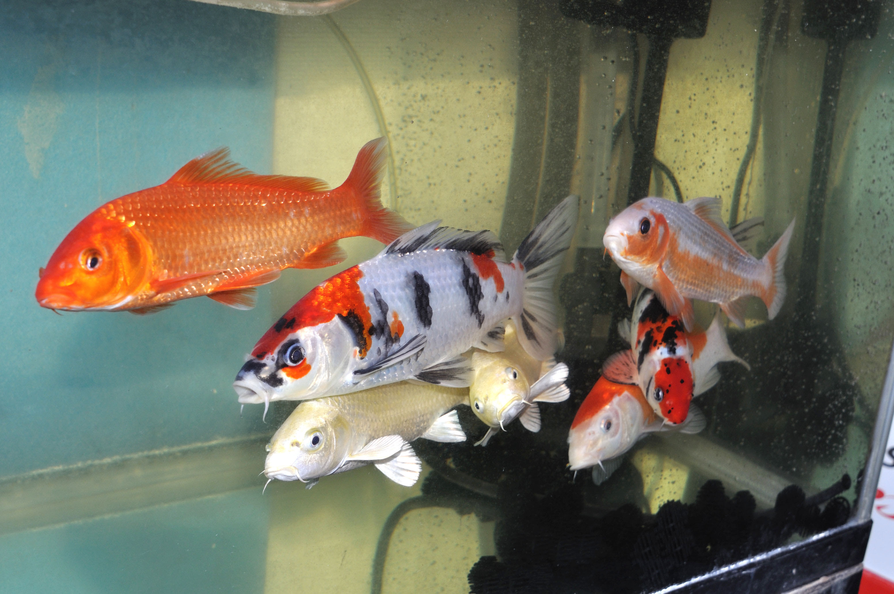 錦鯉水槽写真館 錦鯉飼育サイト コイパーク Koipark