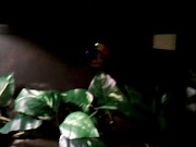 snake oil Ball Python Setup