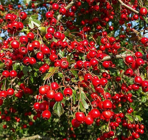 Siepi miste - Siepi - Siepi miste giardino