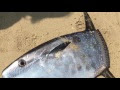 √完了しました！ 翻車魚 由来 130903-翻車魚 由来