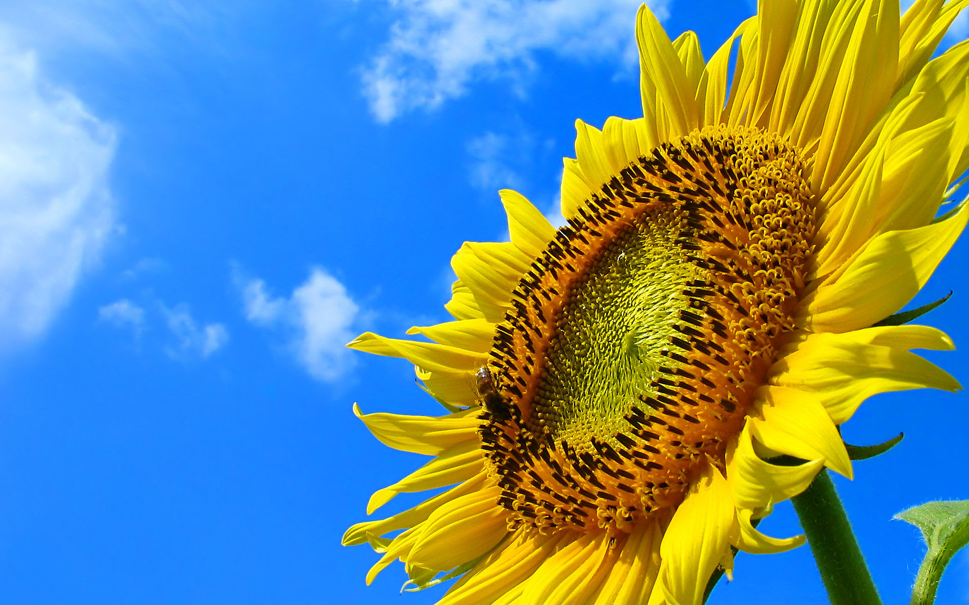 フルhdデスクトップ無料壁紙 ひまわり畑 ひまわりの花 壁紙写真 四季の彩り壁紙写真集