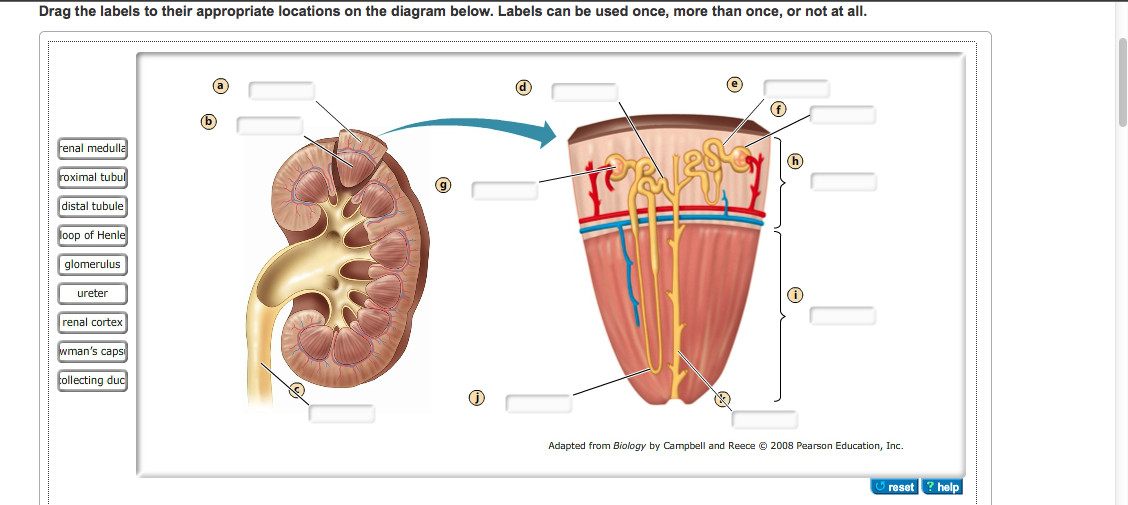 electrolytes for diagram Chegg.com   Kidney Function And   The Structure Excretory System