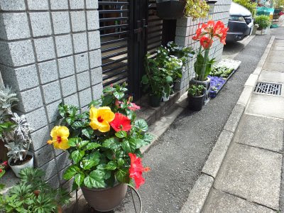 ハイビスカスの育て方 冬越しとハイビスカスの花を咲かせるコツ
