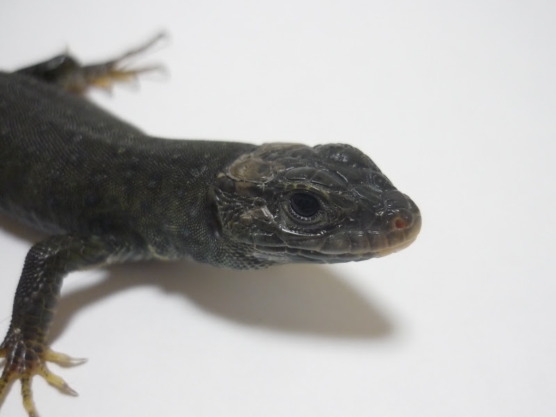 Lacerta Room ラセルタルーム ホウセキカナヘビ メラニスティック Timon Lepidus Lepidus Melanistic Young Pair
