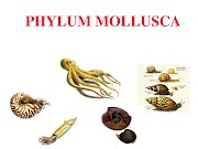Konsep Terbaru Animal Phylum Mollusca Examples