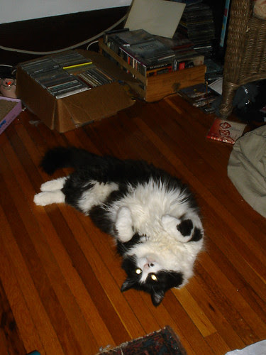 kitterz 001