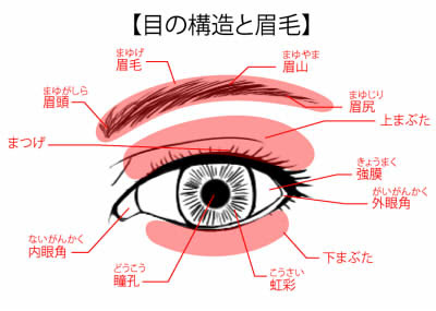 キャラクターの目の構造と描き方