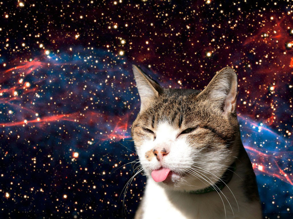 Space Cat Meme