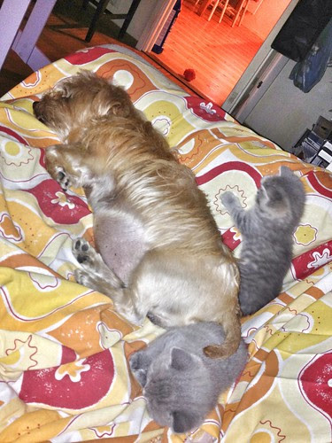 little loaf and two blue tykes