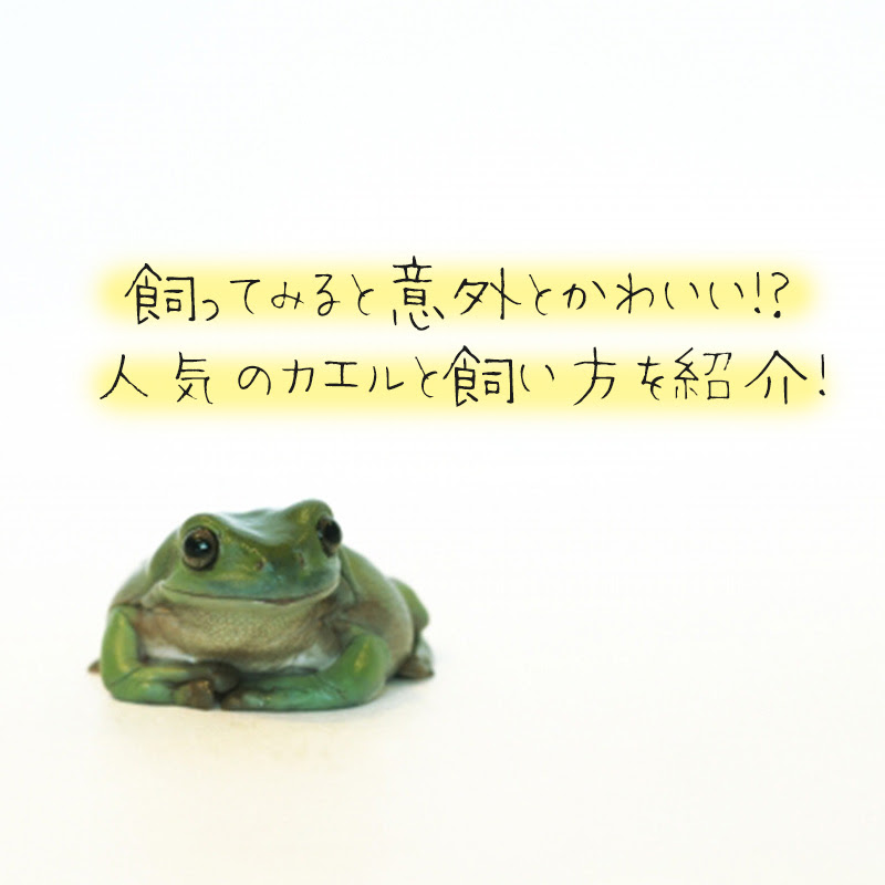 飼ってみると意外とかわいい 人気のカエルと飼い方を紹介