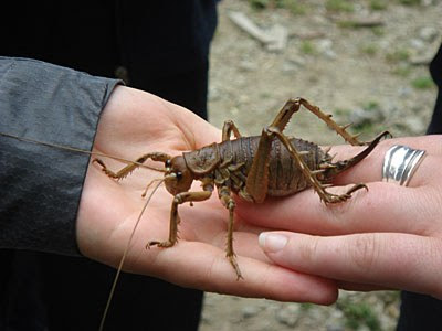 http://www.peggyseeger.com/images/whatsnew0708/08A-maud-island-weta.jpg/image_preview
