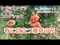 雑草 花 春 349331