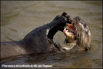 Iucn Osg Pteronura Brasiliensis