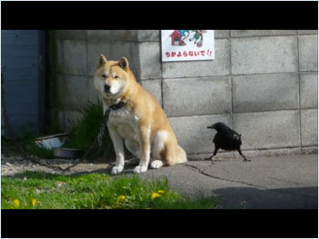 カラスの頭の良さ まるとれ奇々怪々