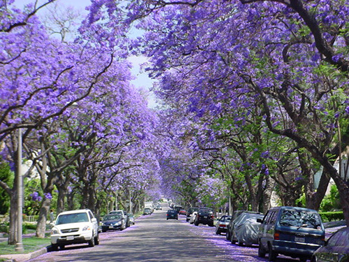 http://imagenes.infojardin.com/updown/images/opt1183761068p.jpg