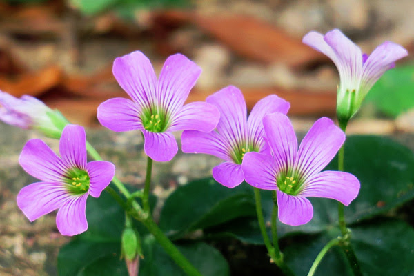 植木鉢で咲かせたい 冬の花選 色どり豊かな草花たち 植木鉢ナビ