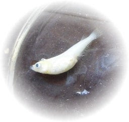 メダカが死んだ 黒蜜堂の 本当に日々好日なの