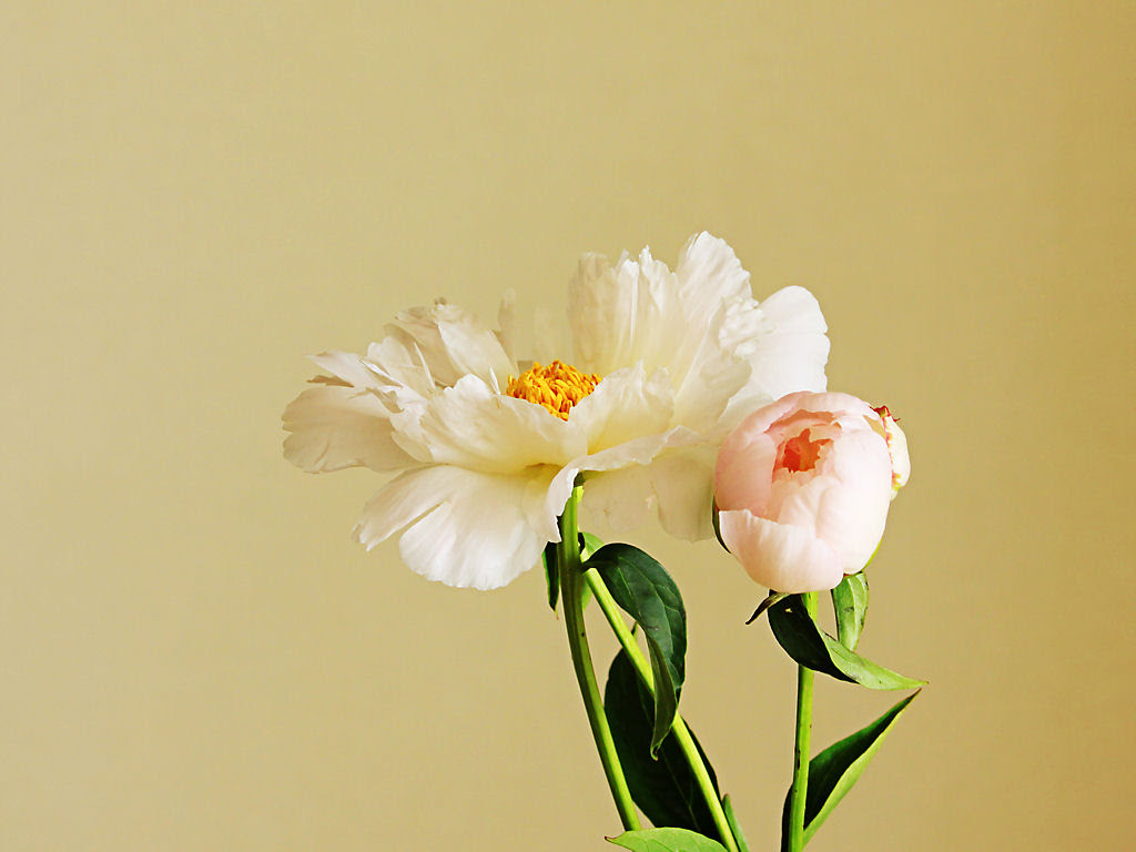 壁紙 芍薬 シャクヤク の花 Xga1024 768デスクトップ無料壁紙 兵庫と神戸の写真ブログ