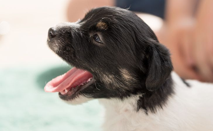 犬の要求吠えをやめさせたい 飼い主の食事中に吠える犬のしつけ 松波動物メディカル通信販売部本店公式ブログ