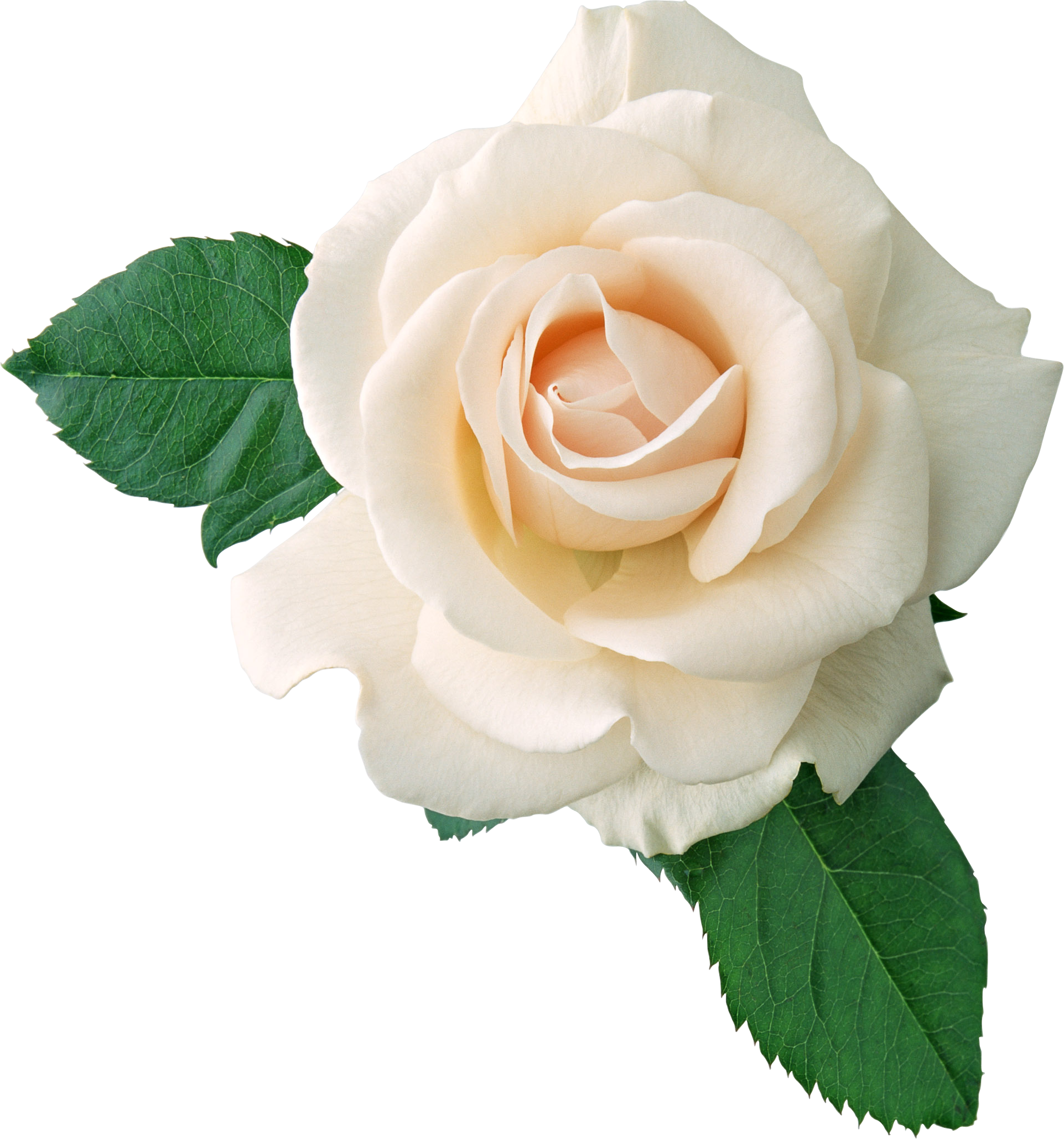 free white flower transparent background download free clip art free clip art on clipart library clipart library