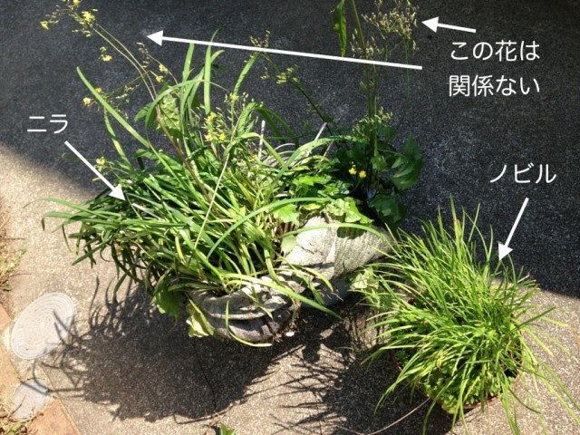 ニラとノビルの根っこ タマネギの芽 スイセンの葉と球根 超 珍獣様のいろいろ
