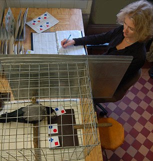 Russian researcher Dr Anna Smirnova studies a crow making the correct selection during a relational matching trial