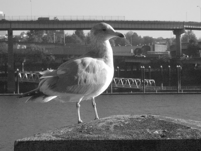 gull