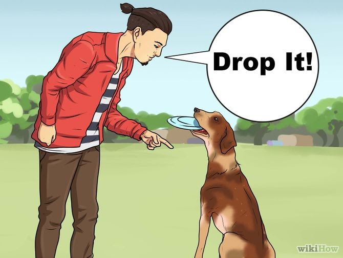 Teach a Dog to Fetch Step 2 Version 4.jpg