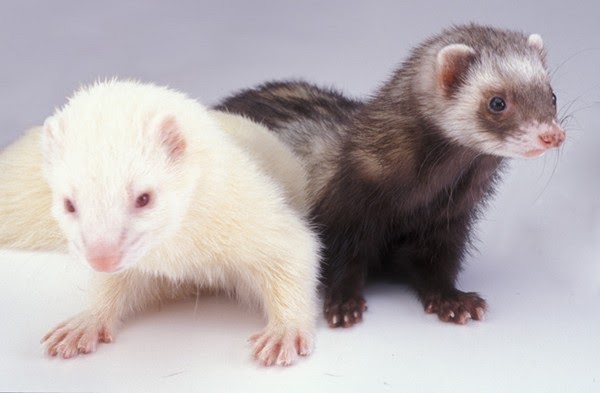 Top 10 Most Popular Pets in America