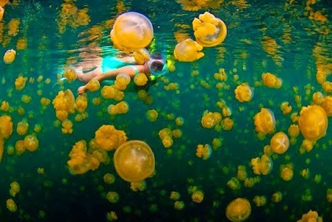 payung ubur-ubur kuning