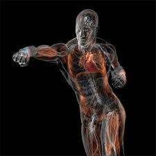 http://t3.gstatic.com/images?q=tbn:ANd9GcSPSYMGNnhTjSakTQkWhGDrklSUlSYG5fHO2UXH2f0mc1TApBQZ