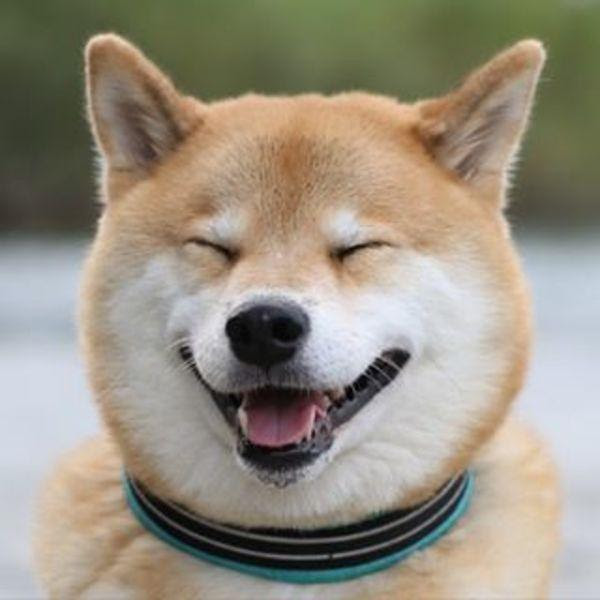 犬が笑った瞬間の写真とか人は言いますが たいていが僕と同じでフラッシュで目がやられてるだけなんです 犬へのボケ ボケて Bokete