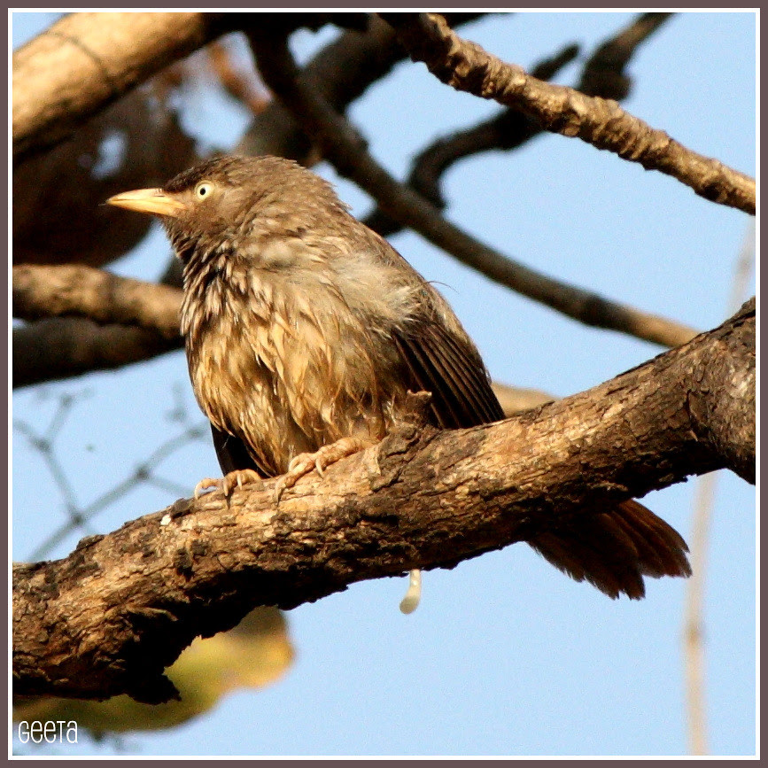 Jungle Babbler 2 (Turdoides striata)