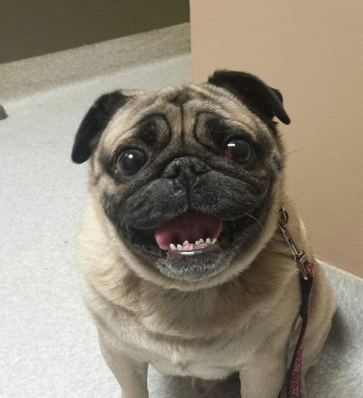 Cute dogs - part 5 (50 pics), happy pug picture
