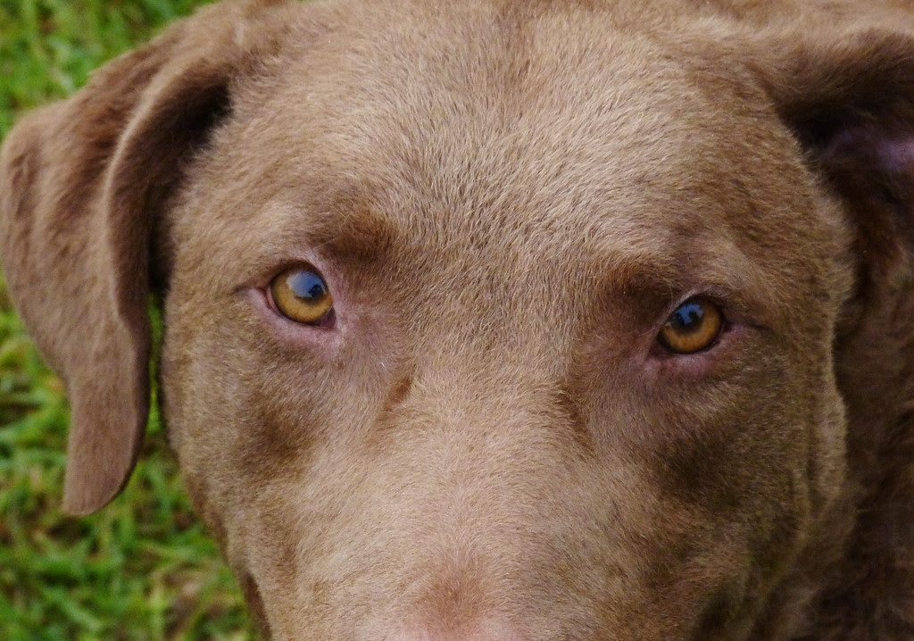 browndog cbr