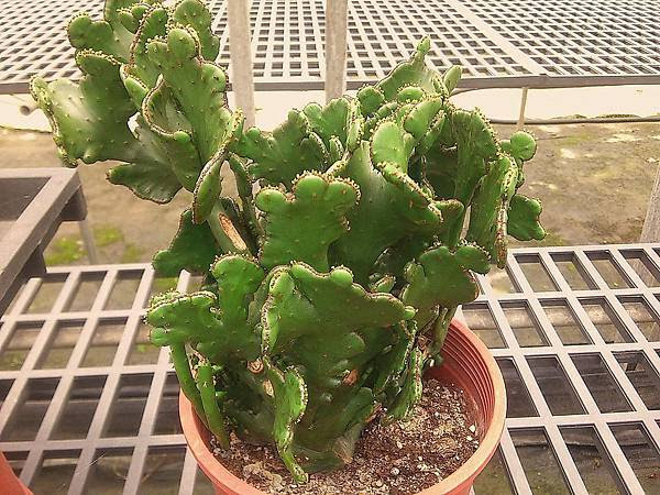 多肉植物 珊瑚大戟euphorbia Cedrorum Crist 詰雅花卉 痞客邦