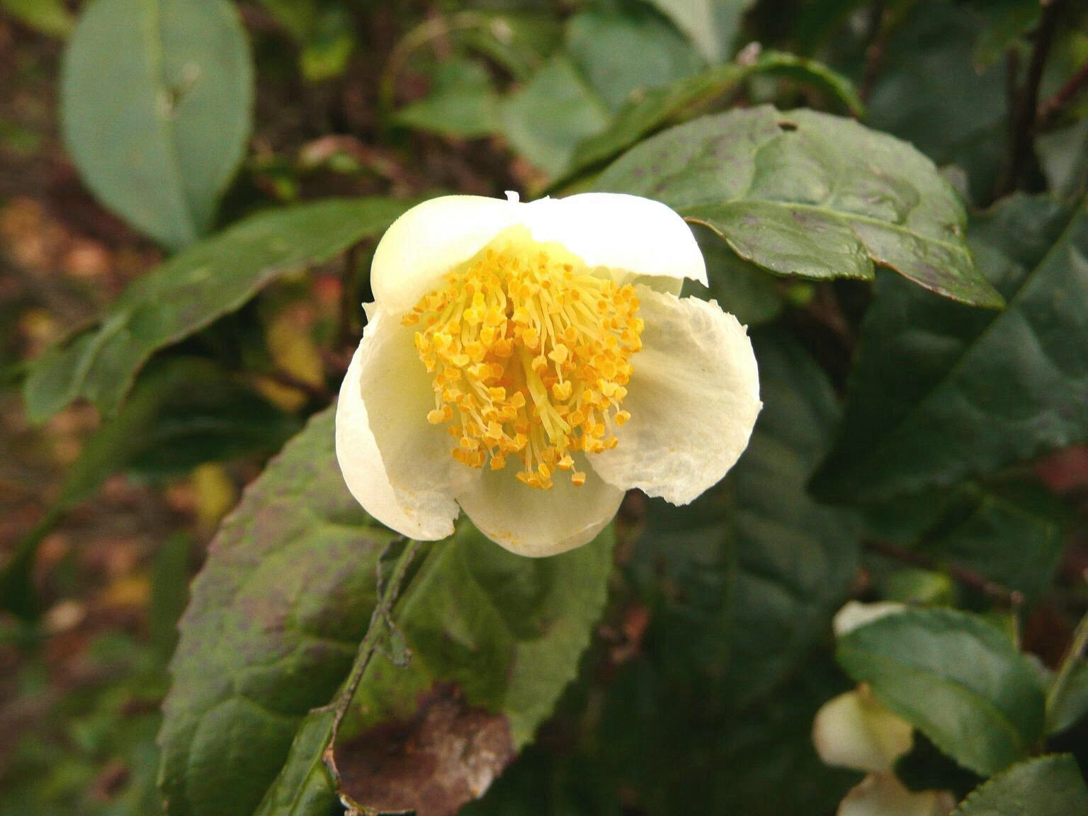 １２月８日 チャ 花の俳句