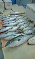 釣果速報 宝生丸