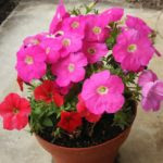 ペチュニアの花の虫食い被害について 対策方法は 植物navi