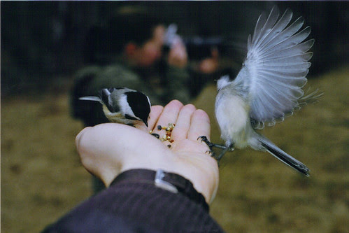 Quabbin Chickadees 40/365
